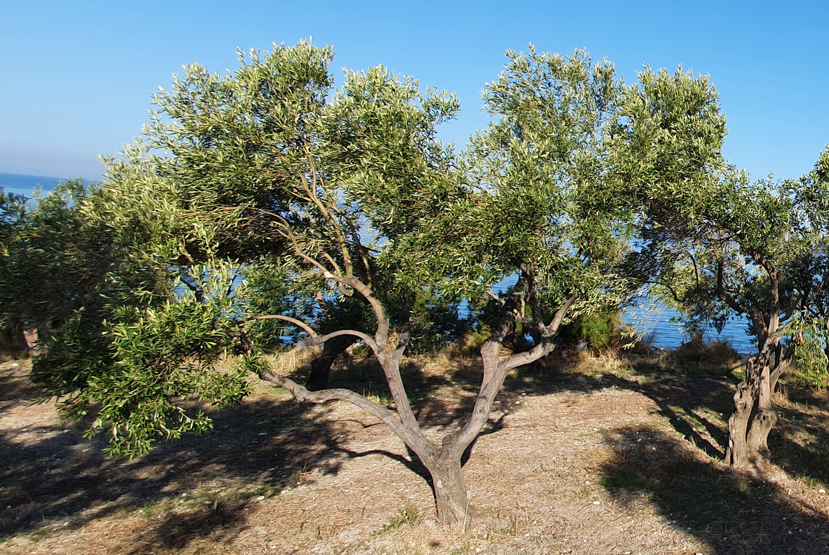 Olivenbaum-Patenschaft – eigenes Bio-Olivenöl vom eigenen Baum, Corovita – Produktbild 3