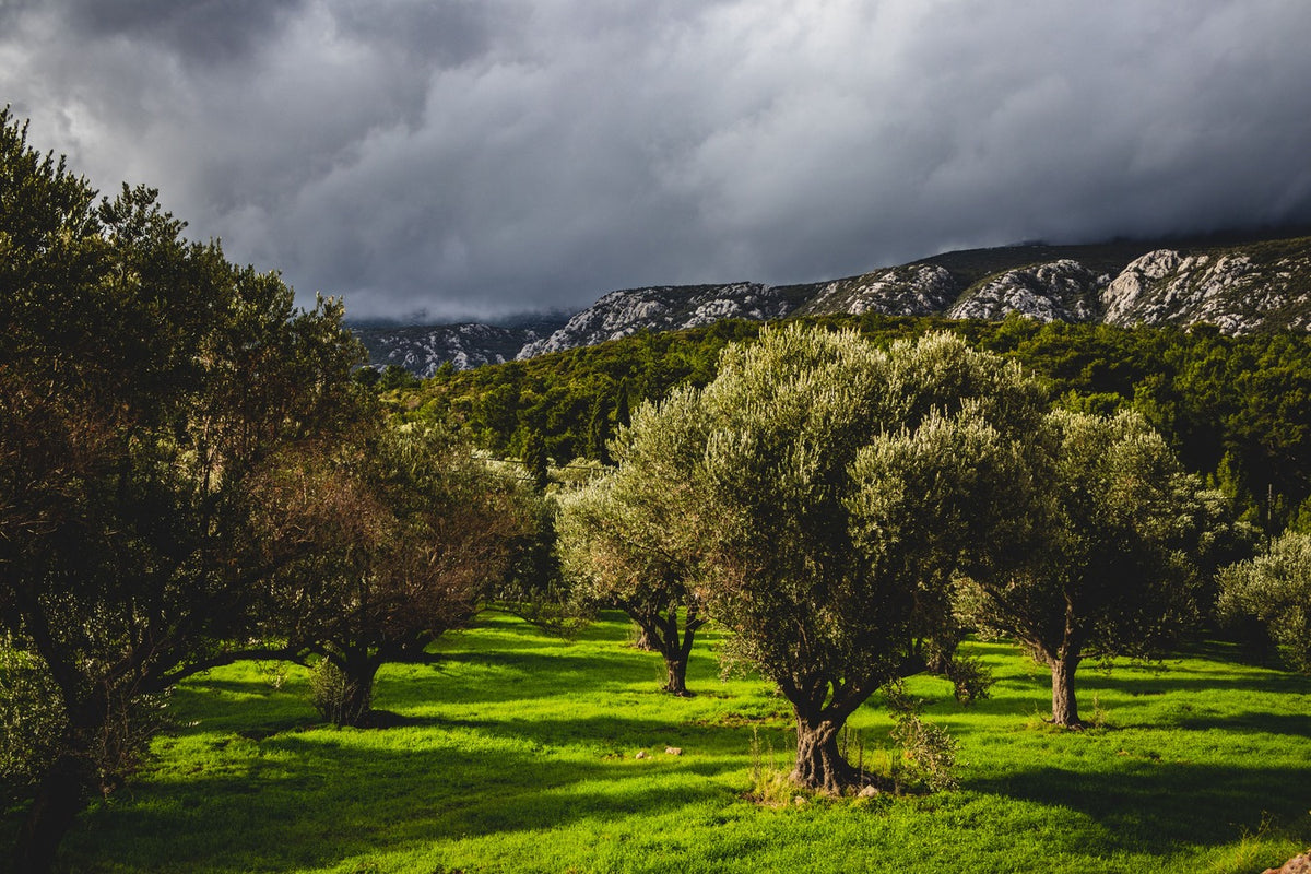 Olivenbaum-Patenschaft – eigenes Bio-Olivenöl vom eigenen Baum, Corovita – Produktbild 2