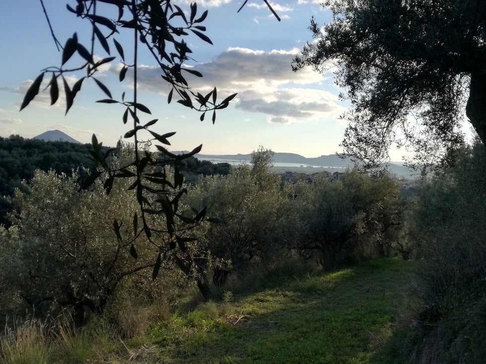 Bio-Olivenöl aus Griechenland, Kalamata – natives Olivenöl extra, Corovita – Produktbild 4