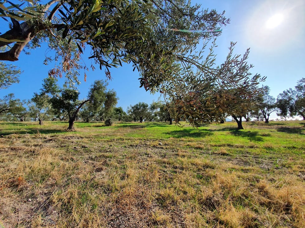 Bio-Olivenöl Single-Estate aus der Türkei von Corovita – Produktbild 3
